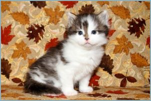 Male Siberian Kitten from Deedlebug Siberians